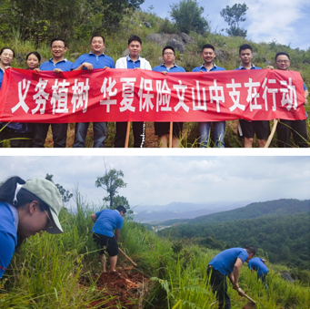 华夏保险文山中支积极开展义务植树活动